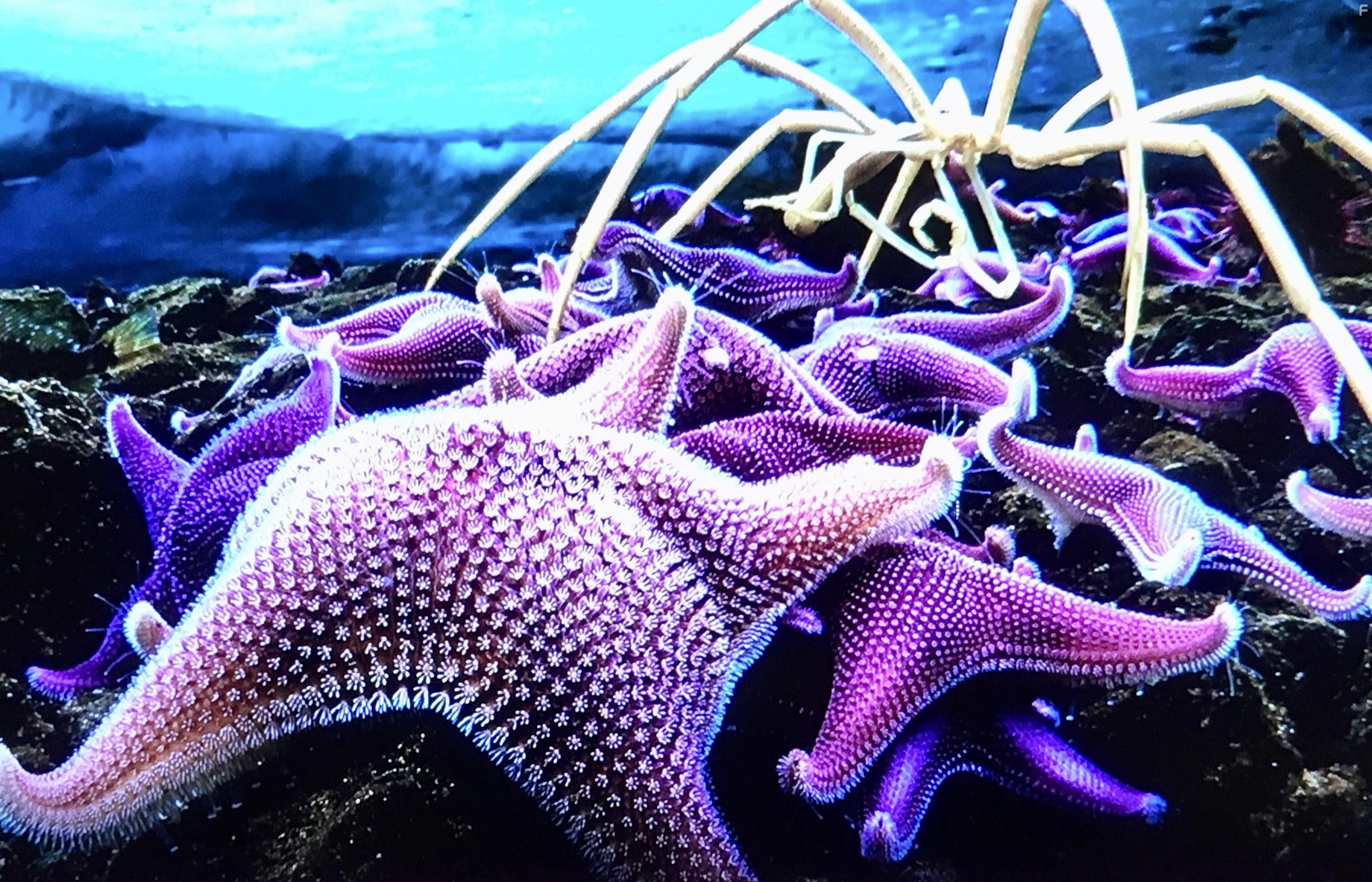 Seven Worlds, One Planet: Antarctica (2019)