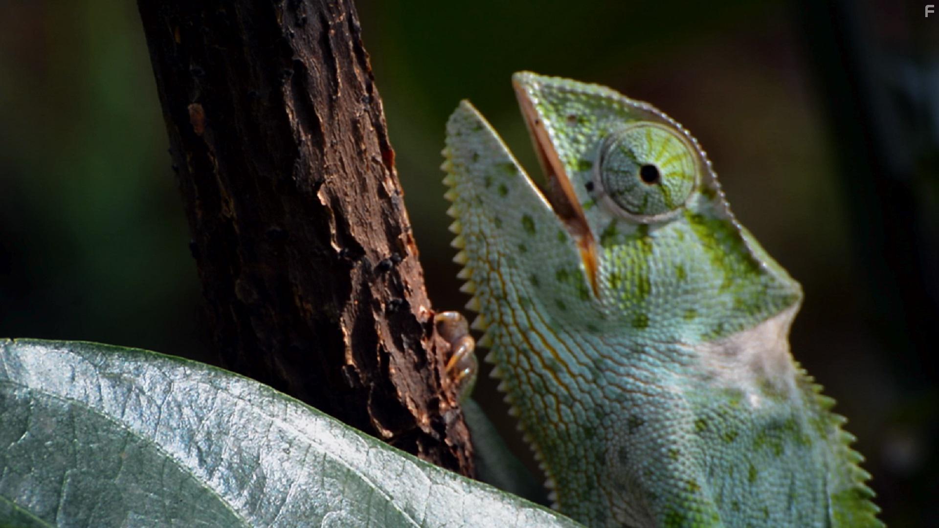 Reiss Aus: Zwei Menschen. Zwei Jahre. Ein Traum (2019)
