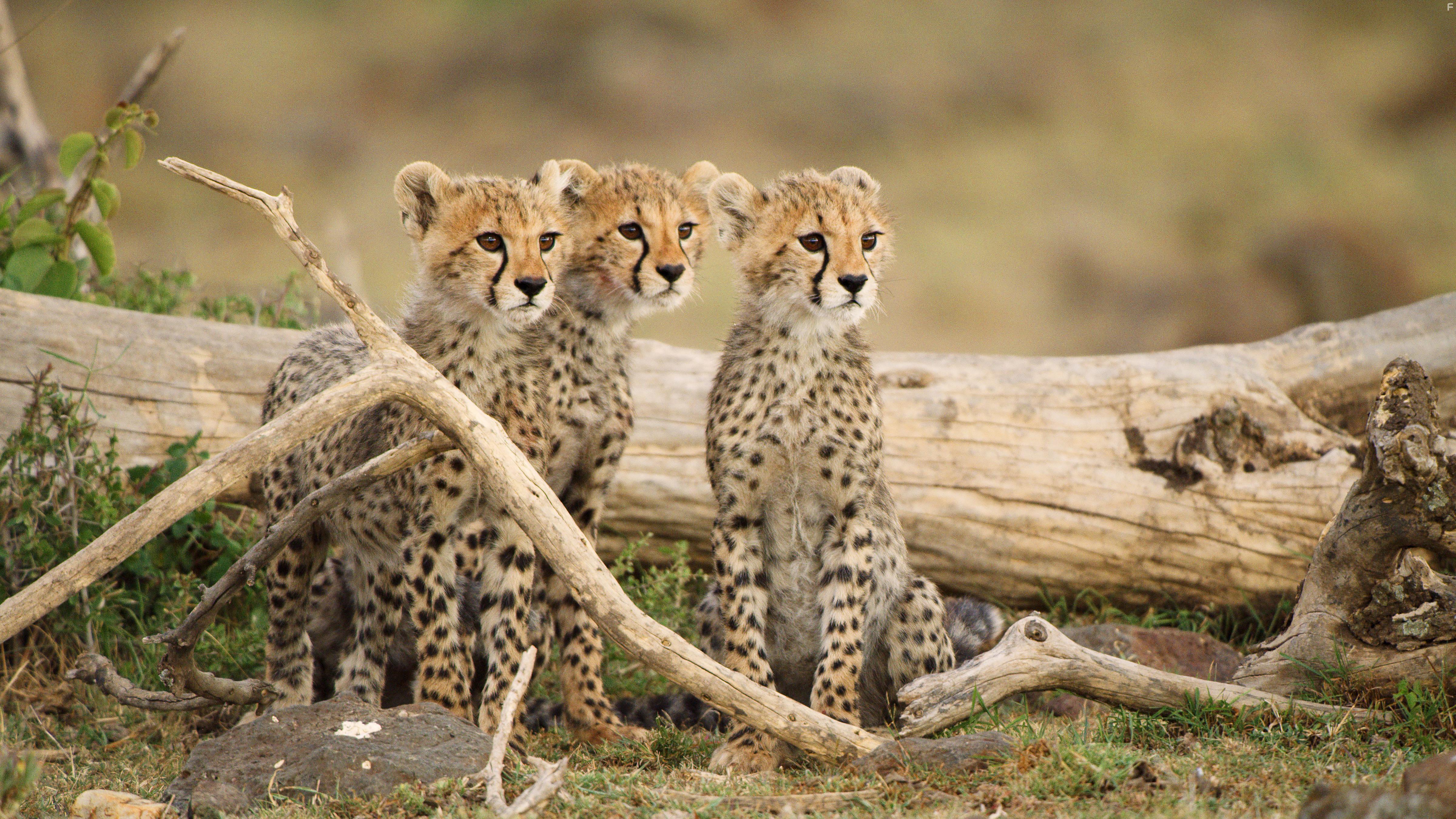 Serengeti: Change (2021)