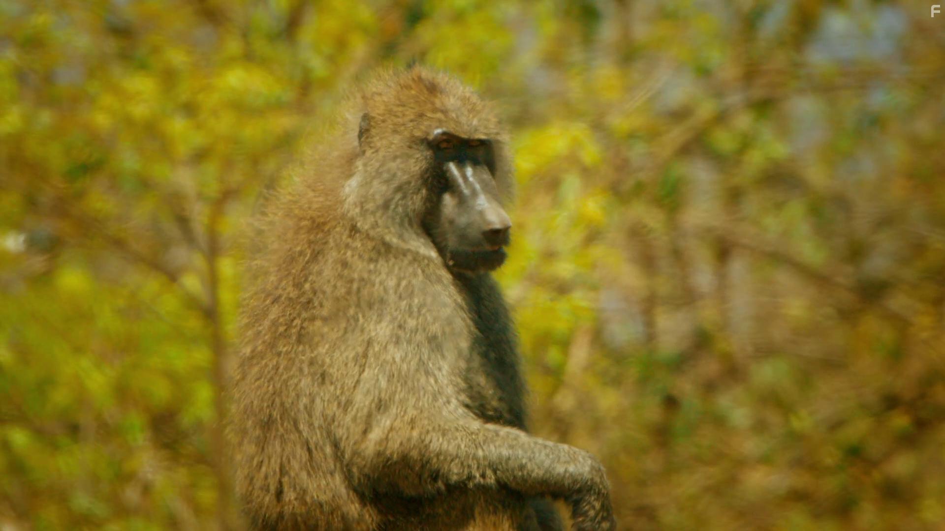 Serengeti: Exodus (2019)