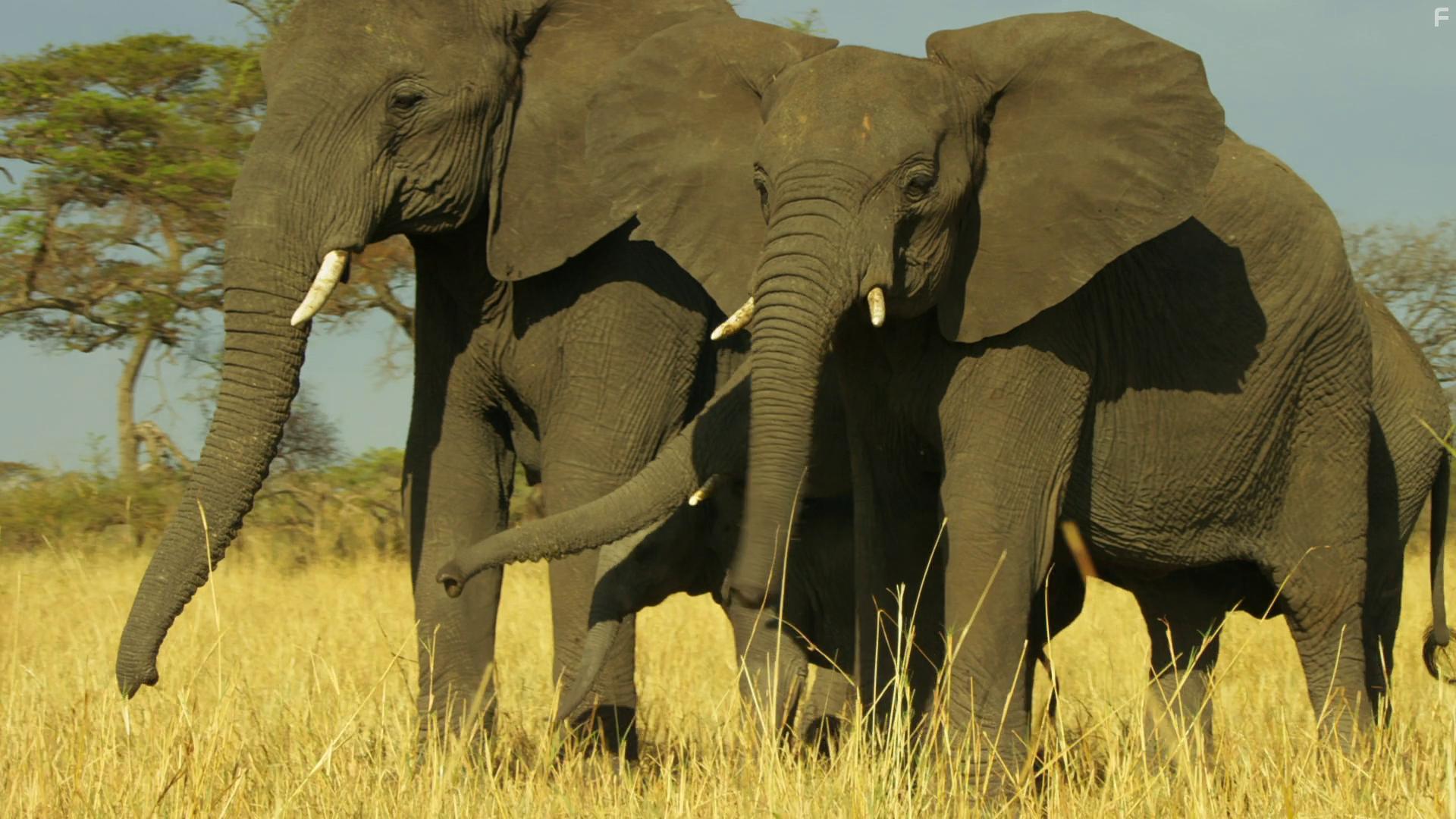 Serengeti: Misfortune (2019)