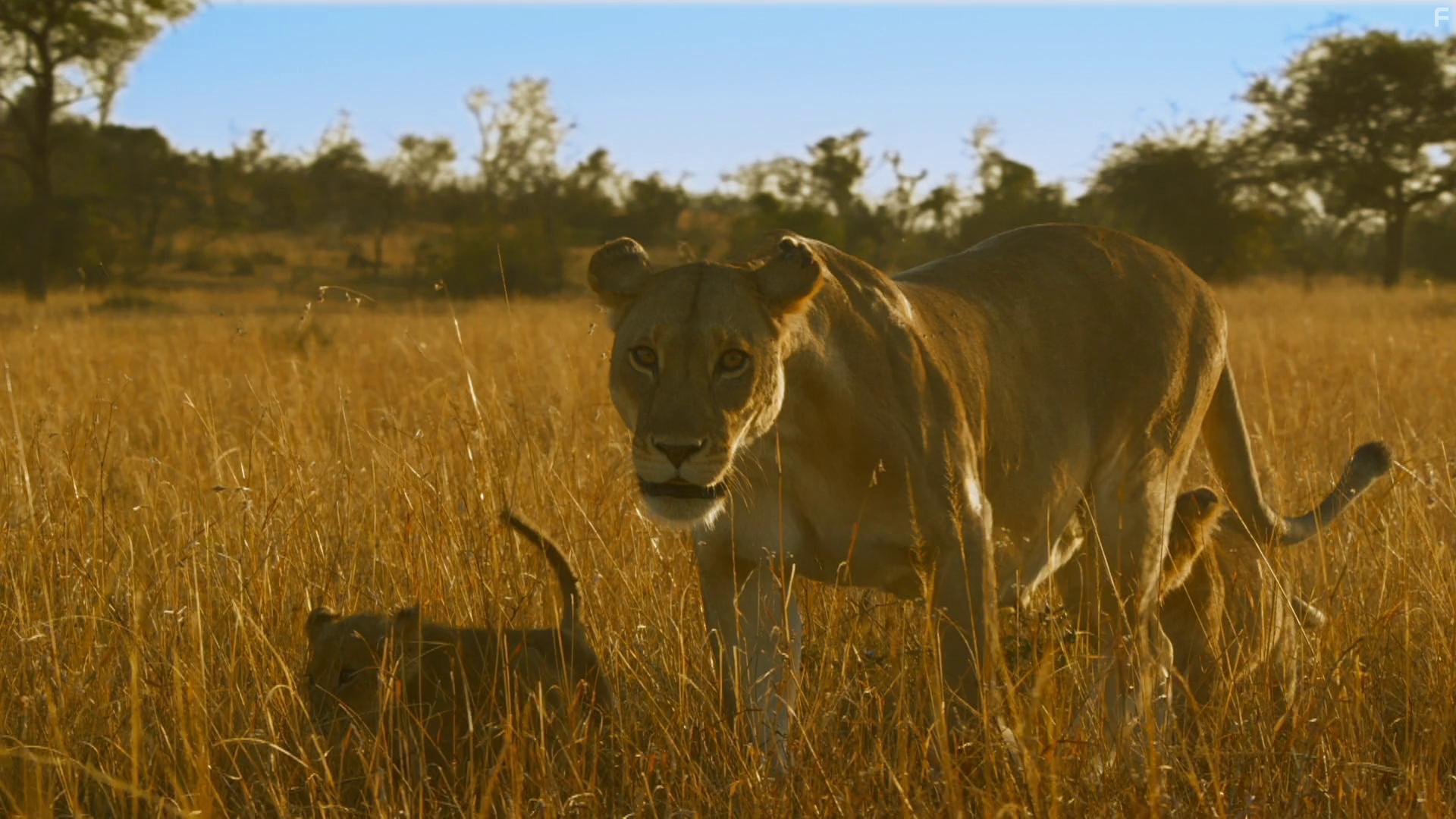 Serengeti: Destiny (2019)