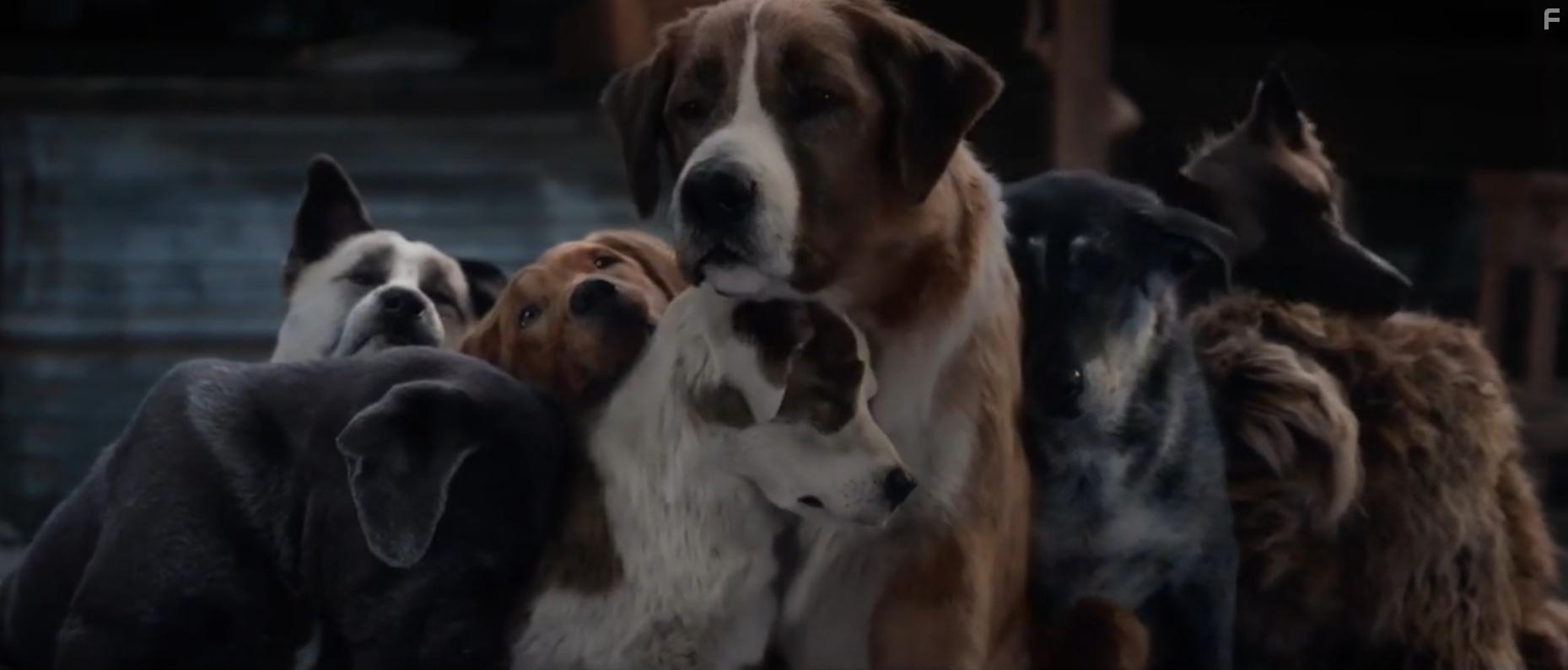 The Call of the Wild (2020)