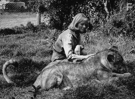 "Born Free," Virginia McKenna with Lioness 1966 / Columbia