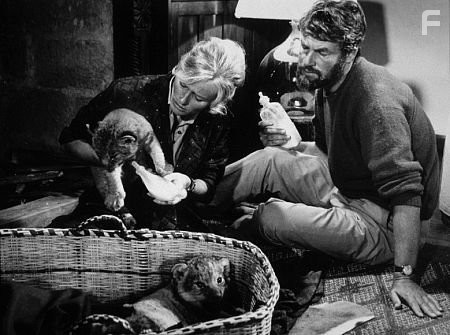 "Born Free," Virginia McKenna, Bill Travers with lion cubs.  1966 / Columbia