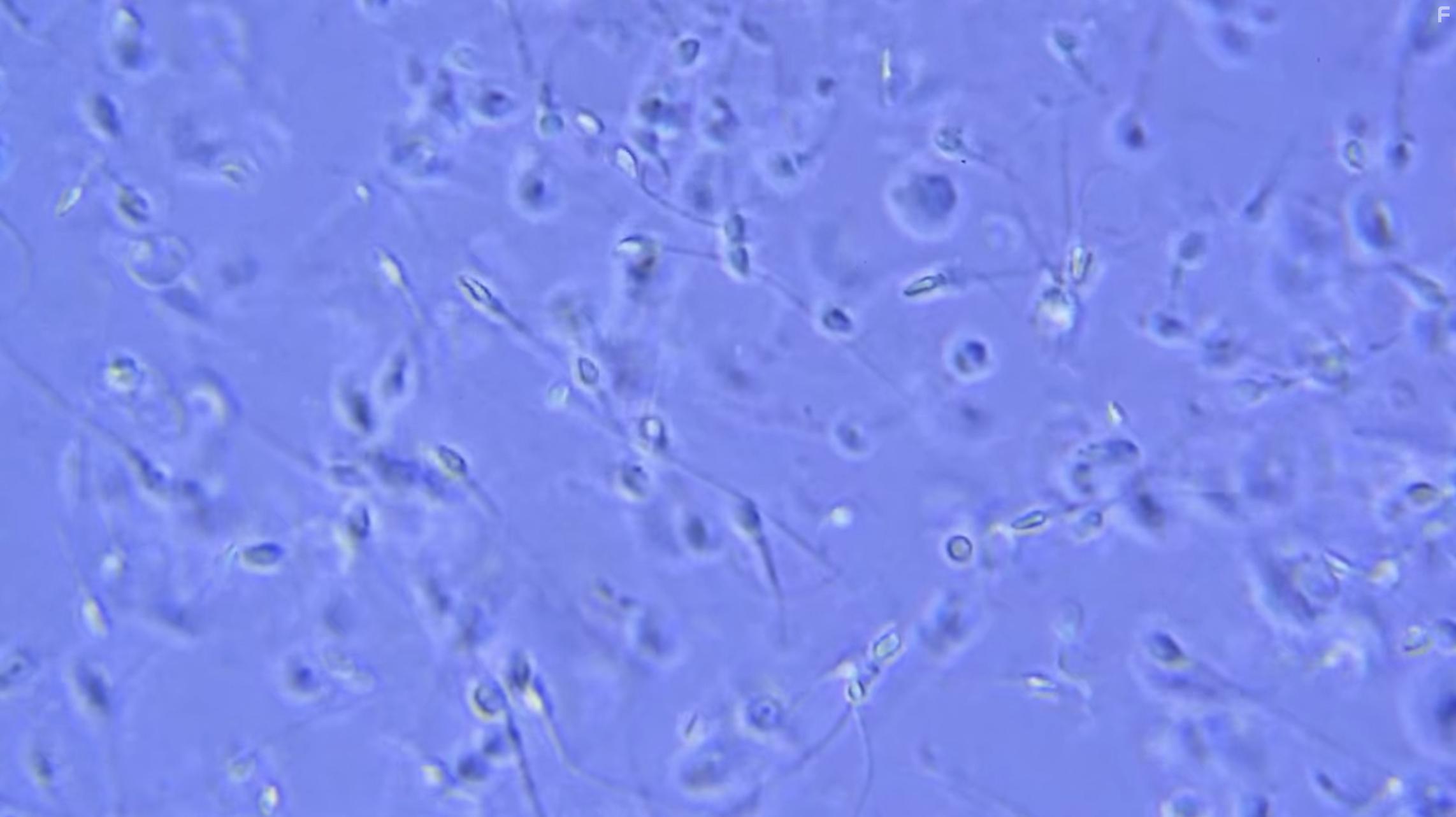 Sex, Explained (2020)