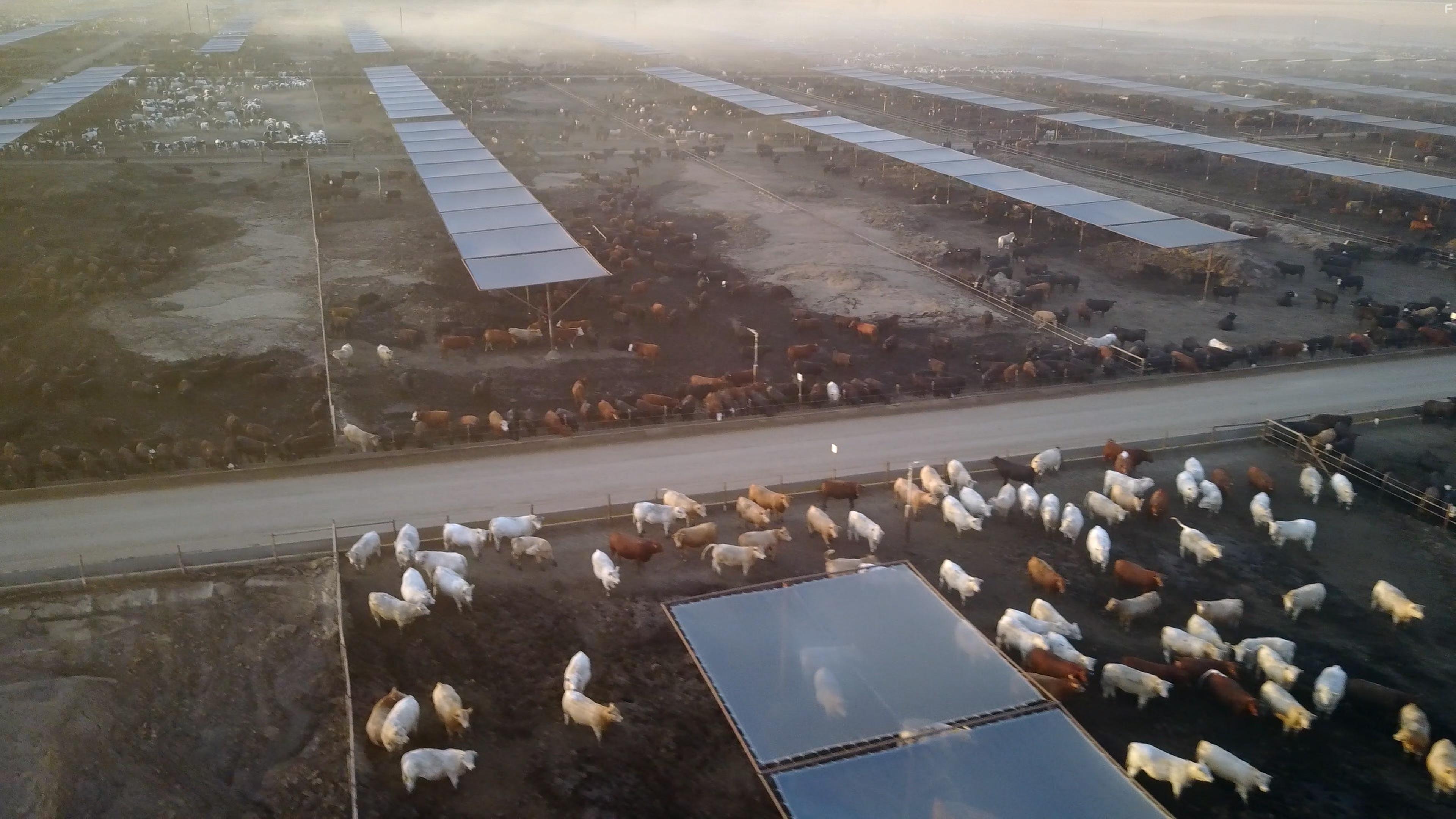 Meat the Future (2020)