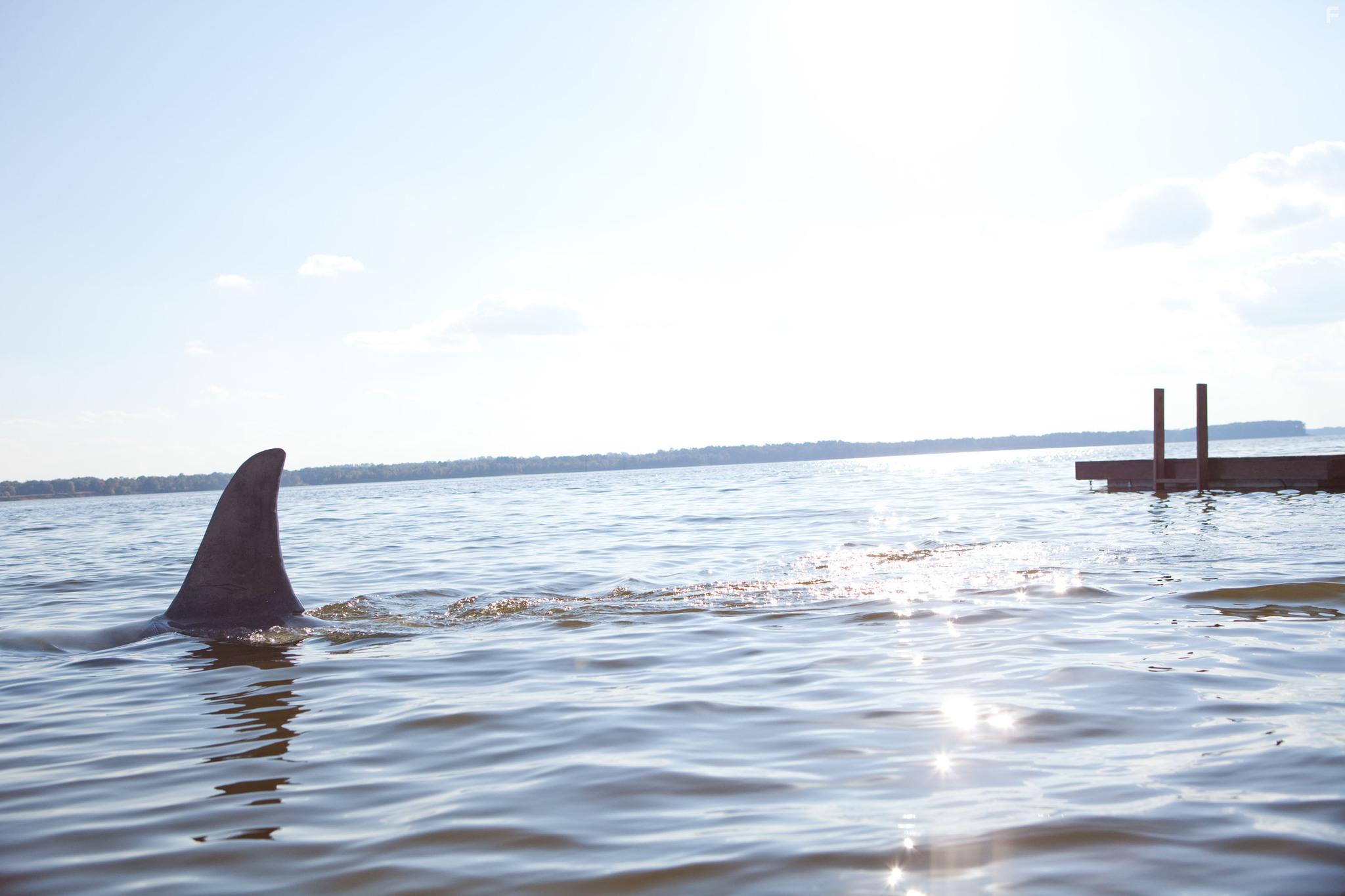 David R. Ellis, Joel David Moore, Sara Paxton, Chris Carmack, Dustin Milligan, and Katharine McPhee in Shark Night 3D (2011)