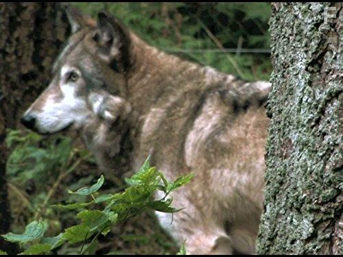 Naked and Afraid (2013)