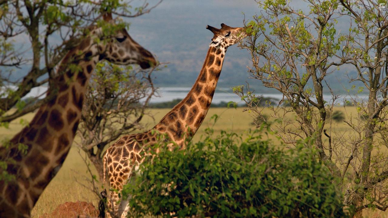 Earth's Great Rivers (2019)