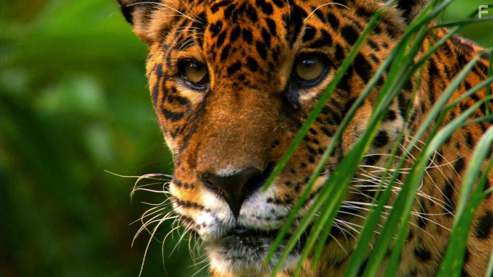 Earth's Great Rivers (2019)