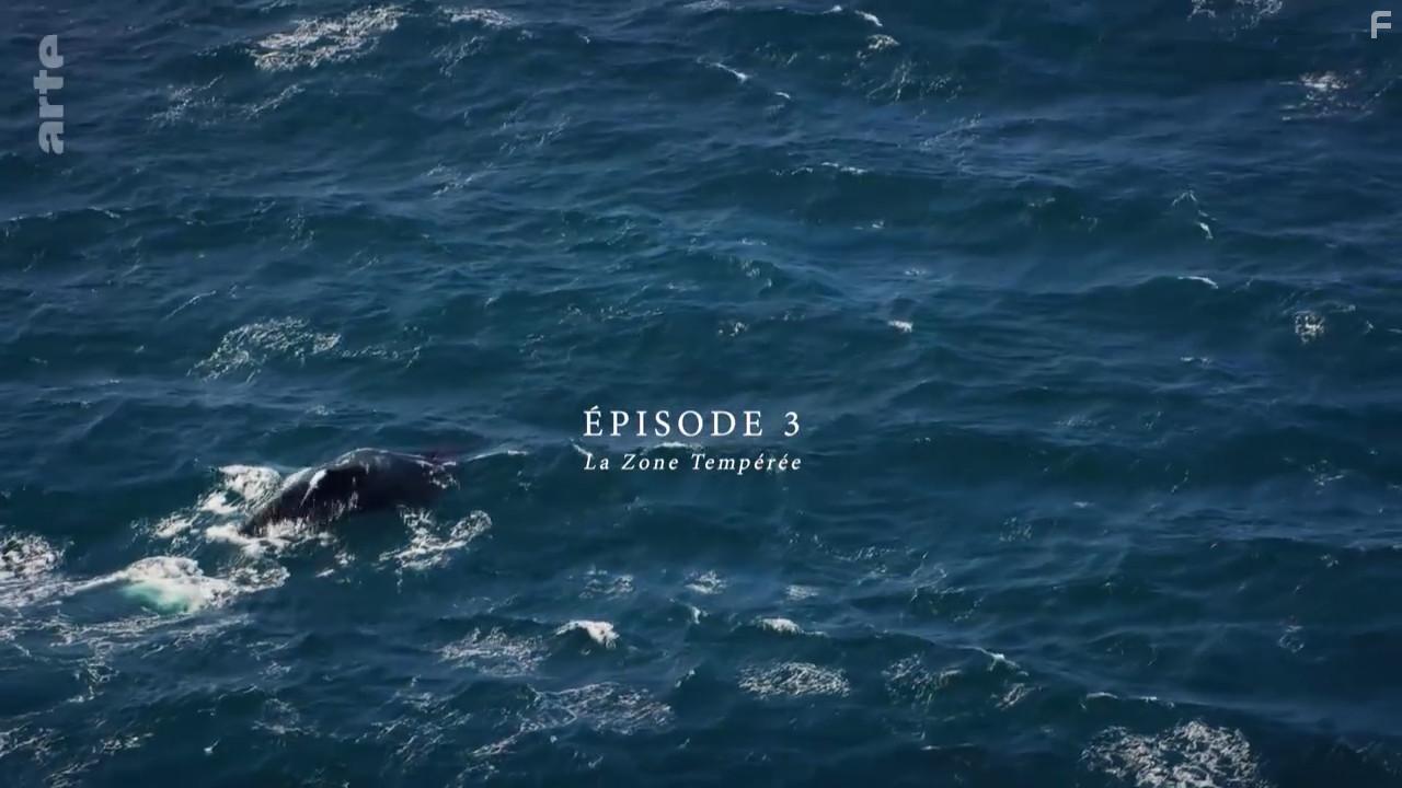 Australia's Ocean Odyssey: A Journey Down the East Australian Current (2020)