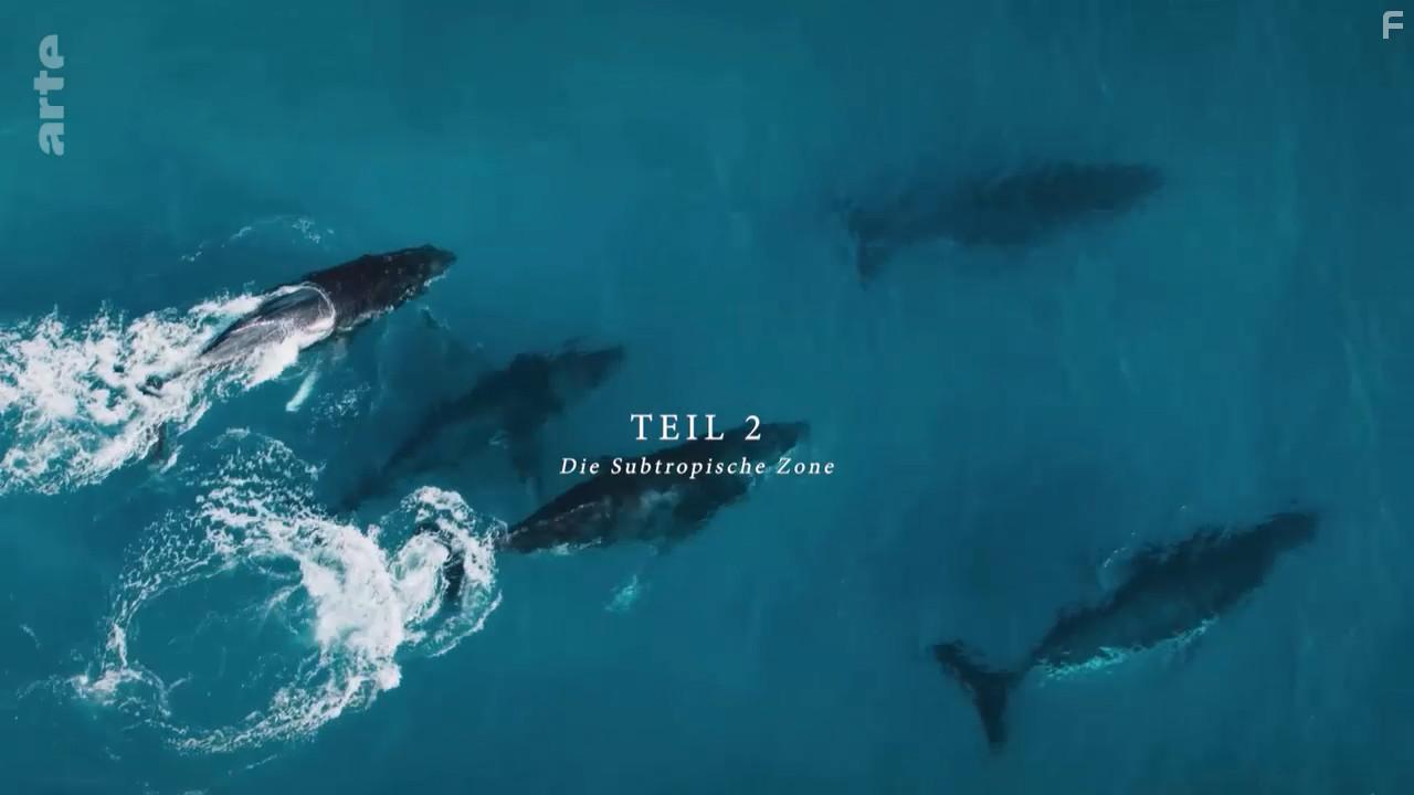 Australia's Ocean Odyssey: A Journey Down the East Australian Current (2020)