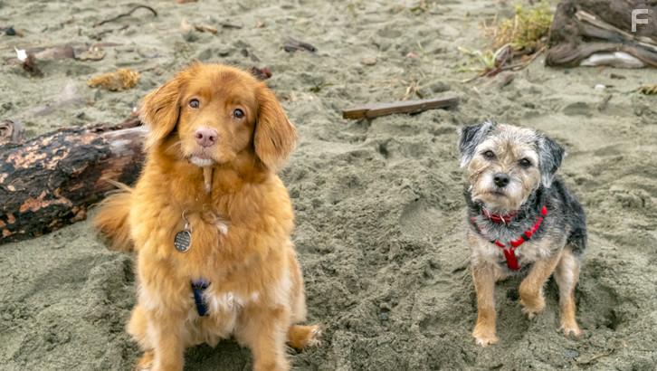 Gidget in Walking the Dog (2017)