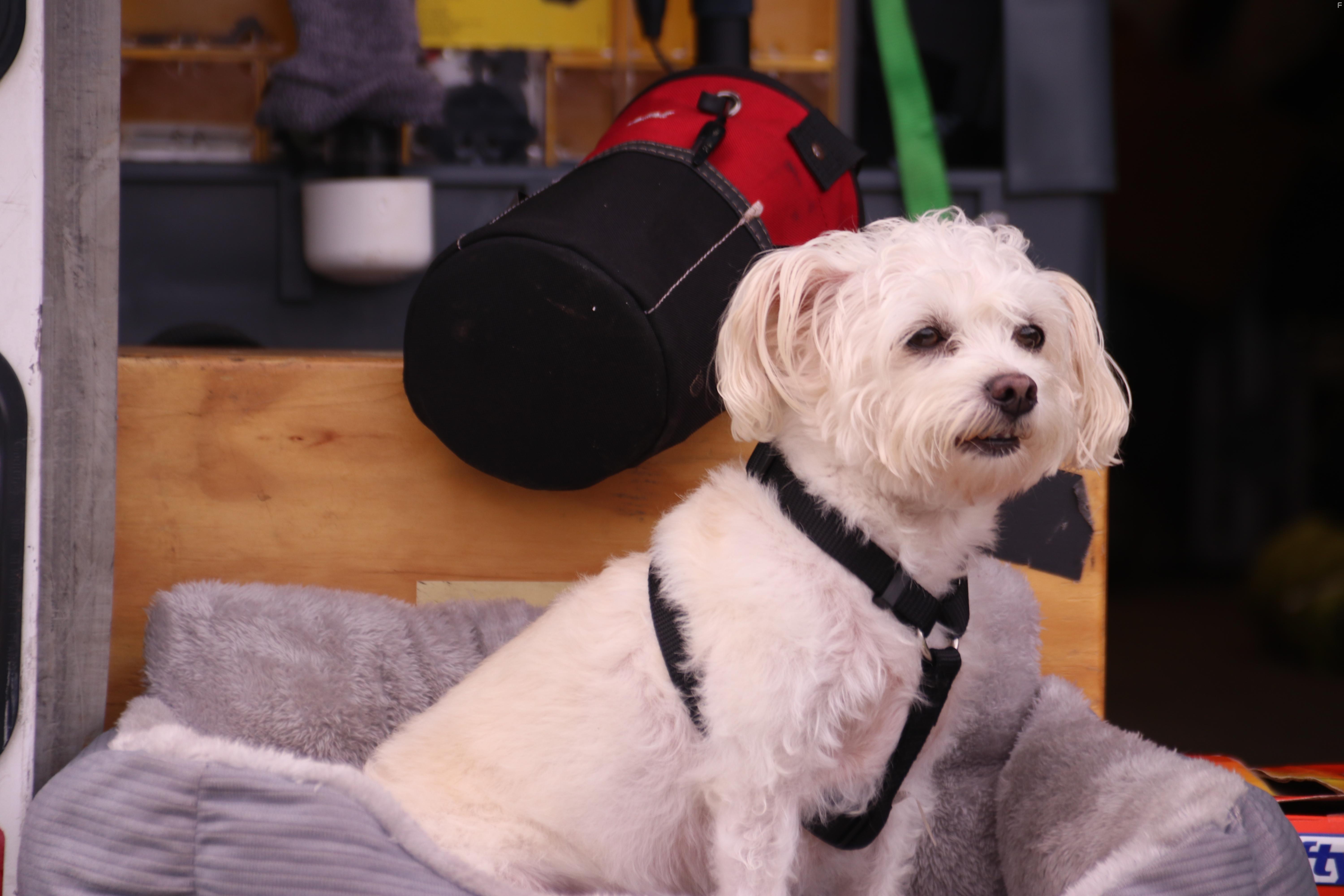 Charlie's Christmas Wish (2020)