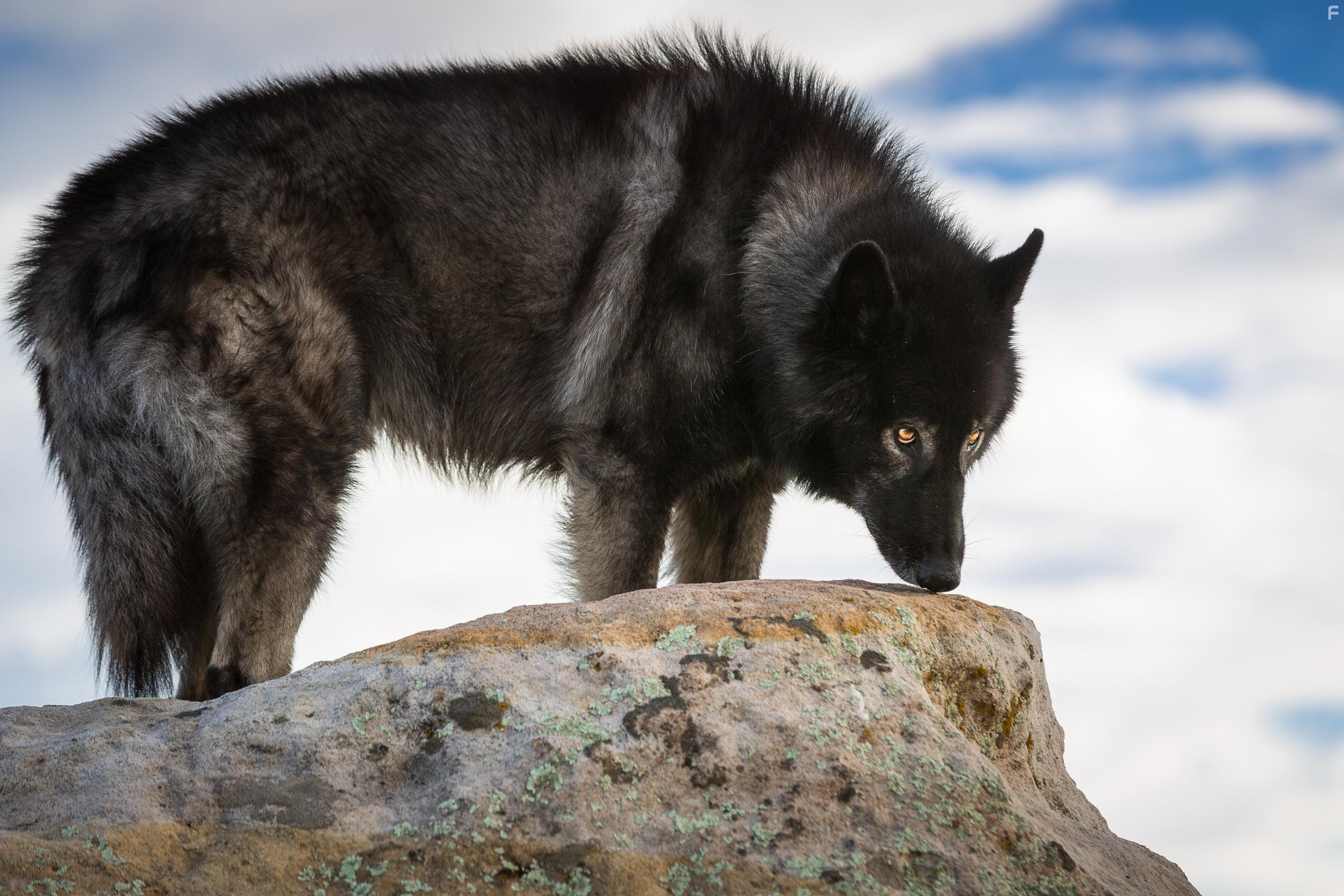 Resilience and the Lost Gems (2019)