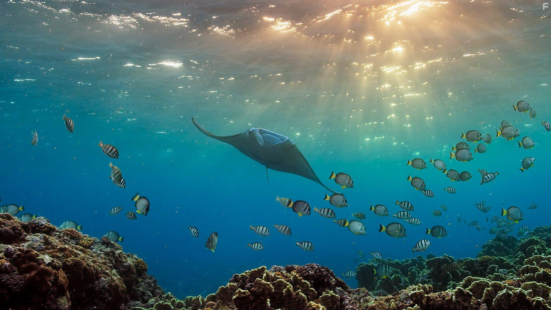 A Perfect Planet (2021)