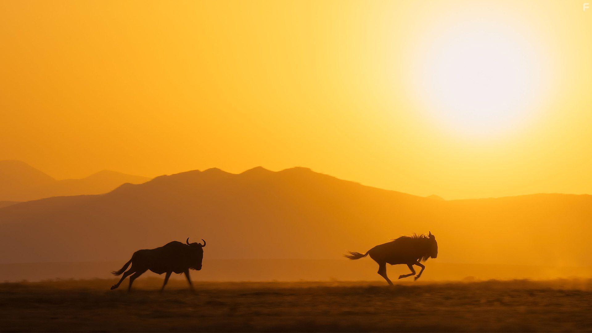 A Perfect Planet (2021)