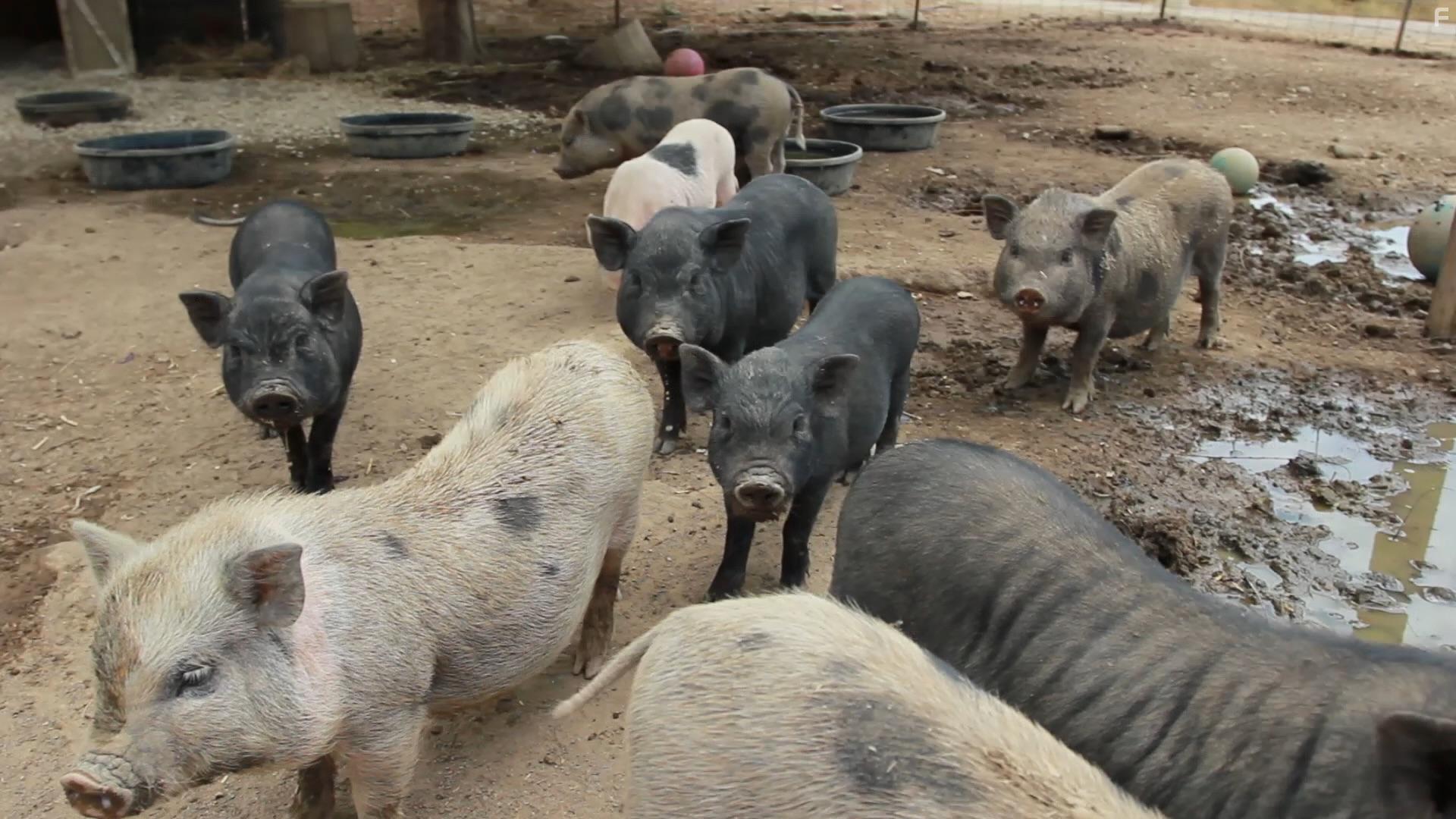 Pig Blood Vampire (2020)