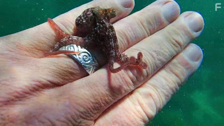 My Octopus Teacher (2020)