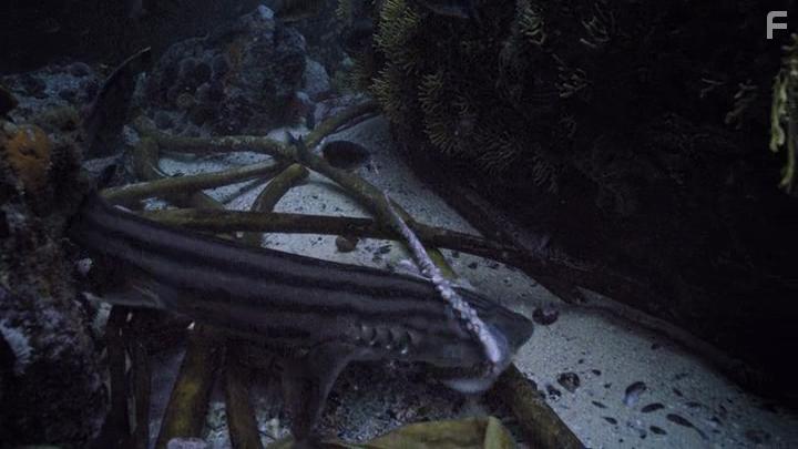 My Octopus Teacher (2020)