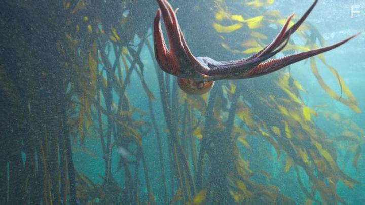 My Octopus Teacher (2020)