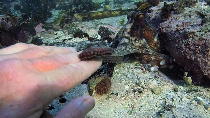 My Octopus Teacher (2020)