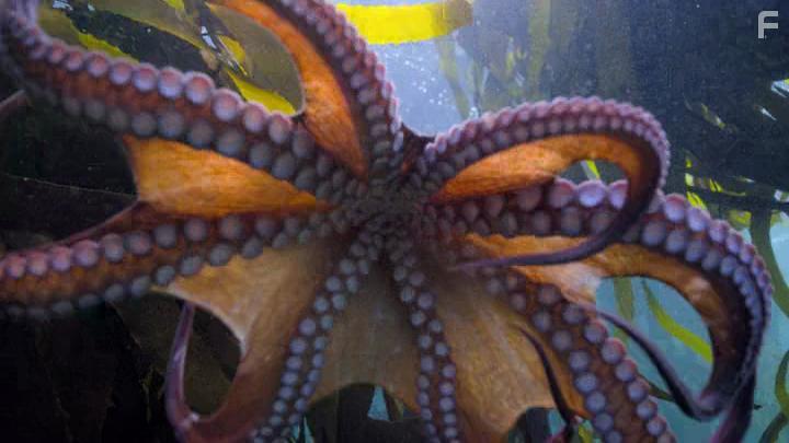 My Octopus Teacher (2020)