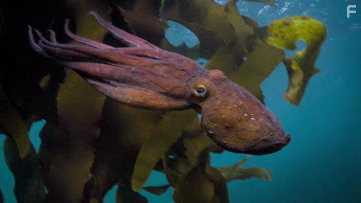 My Octopus Teacher (2020)