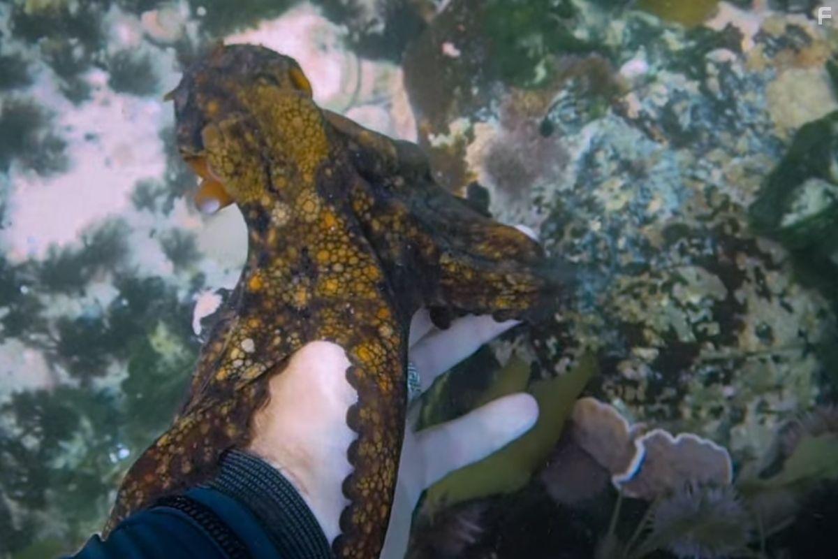 My Octopus Teacher (2020)