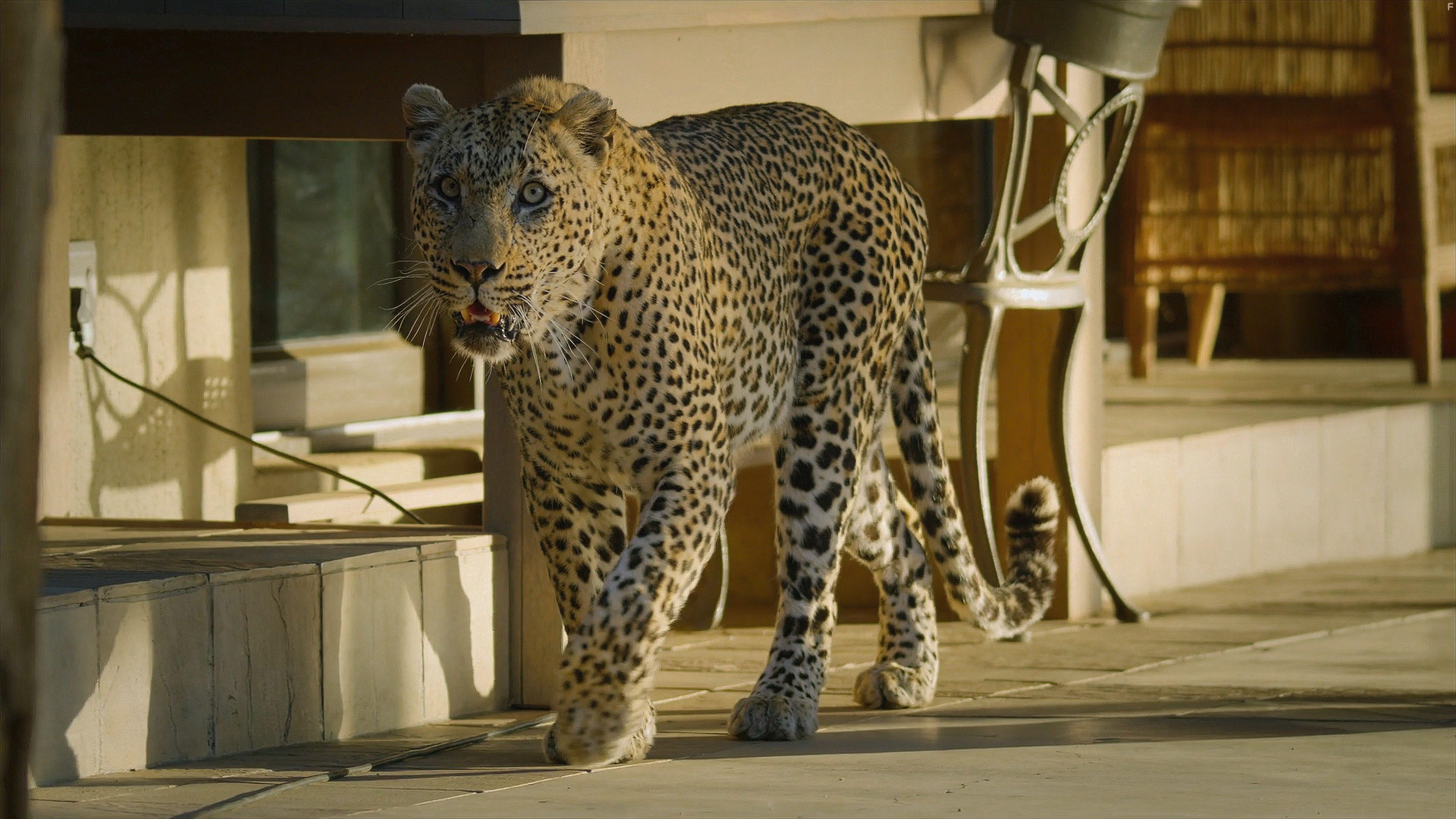 Год, когда Земля изменилась