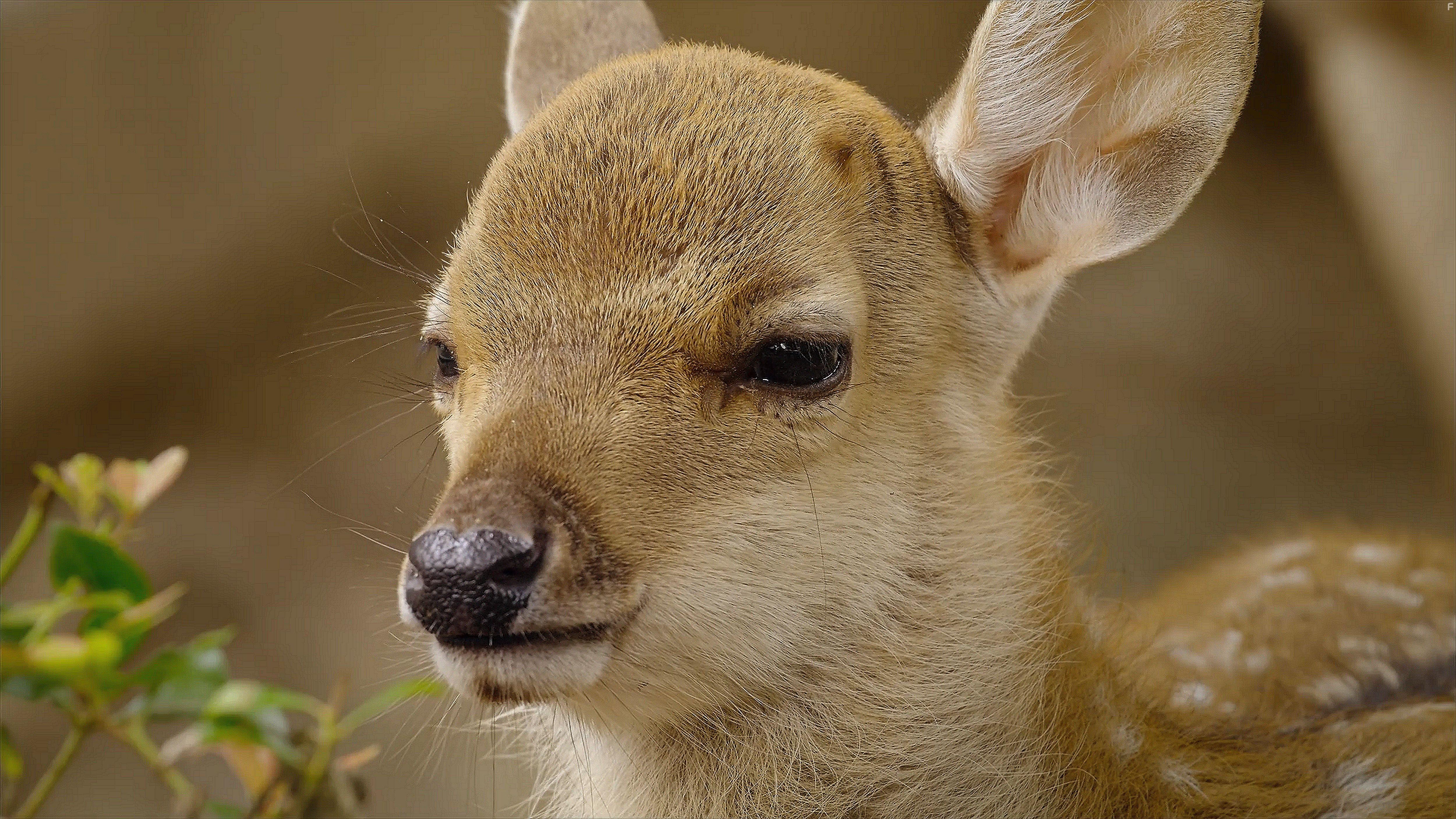 The Year Earth Changed (2021)