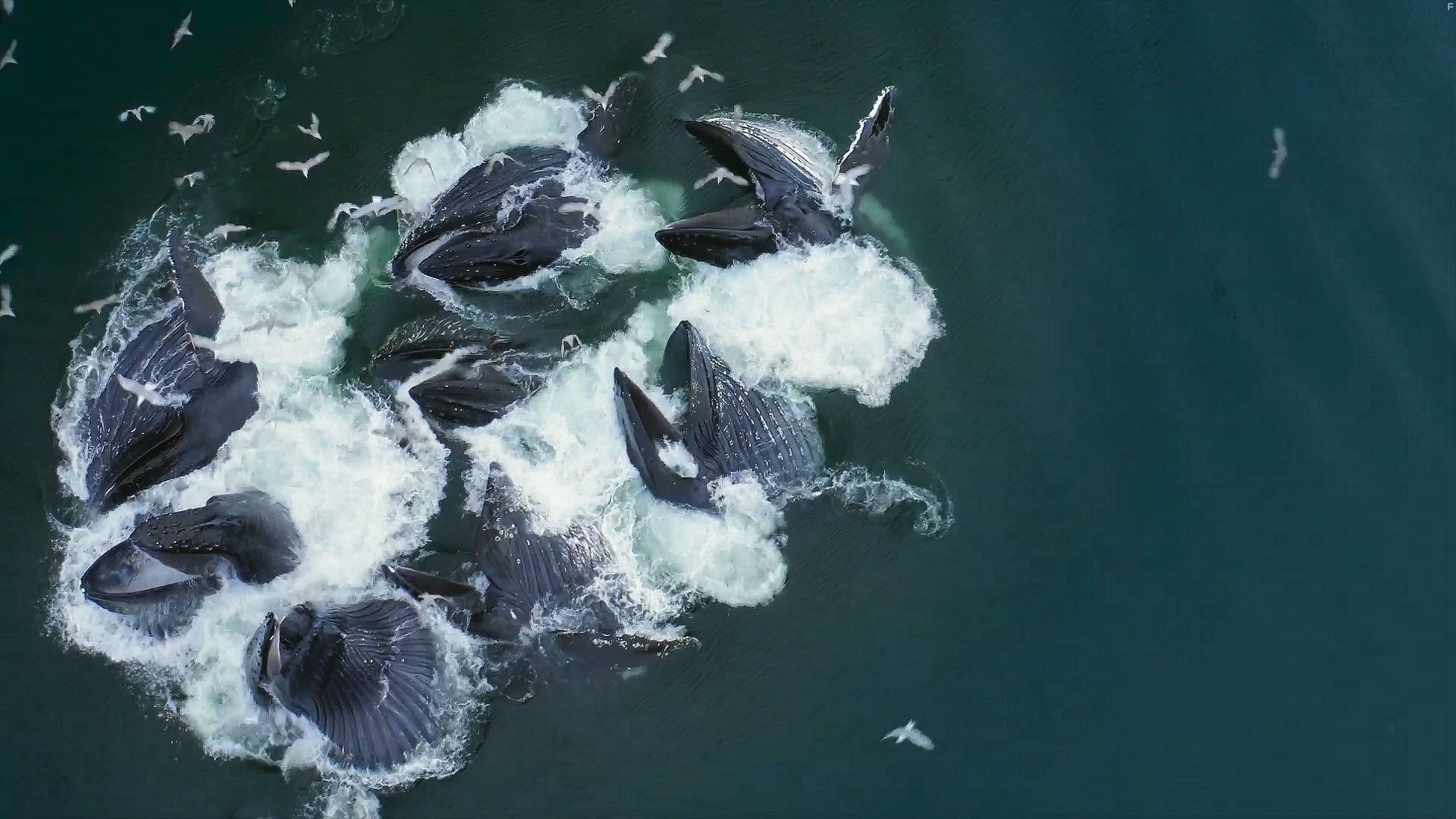 The Year Earth Changed (2021)