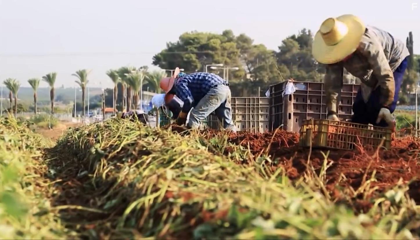 Made in Israel (2013)