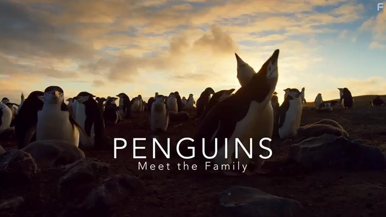 Penguins: Meet the Family (2020)