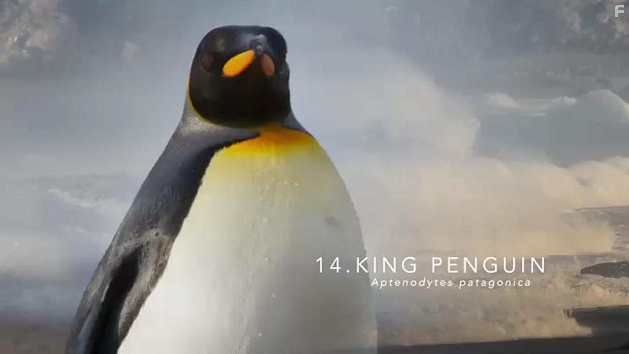 Penguins: Meet the Family (2020)