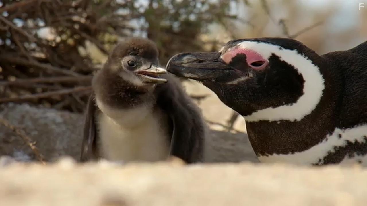 Penguins: Meet the Family (2020)