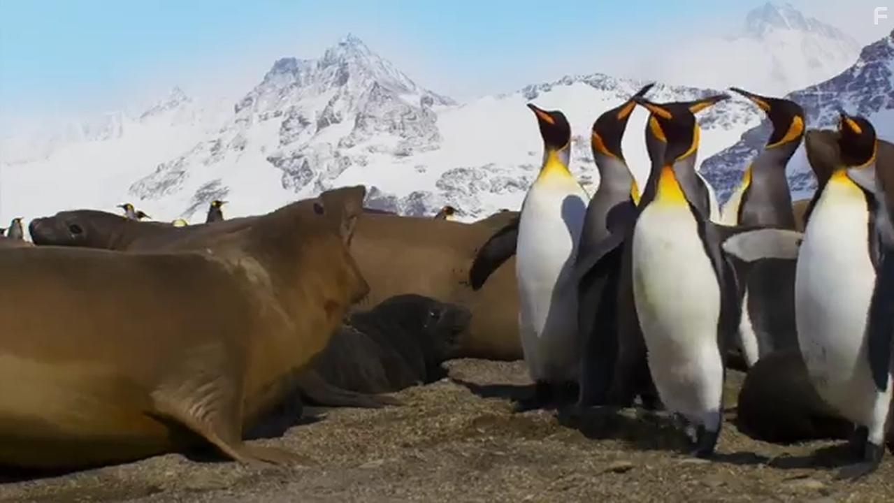 Penguins: Meet the Family (2020)