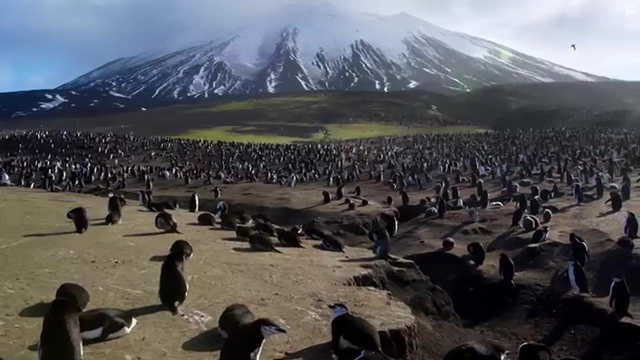 Penguins: Meet the Family (2020)