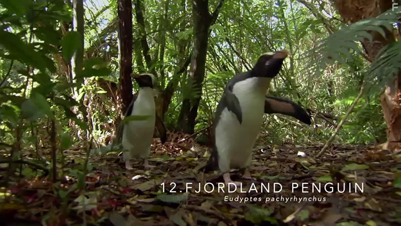 Встречайте семью пингвинов