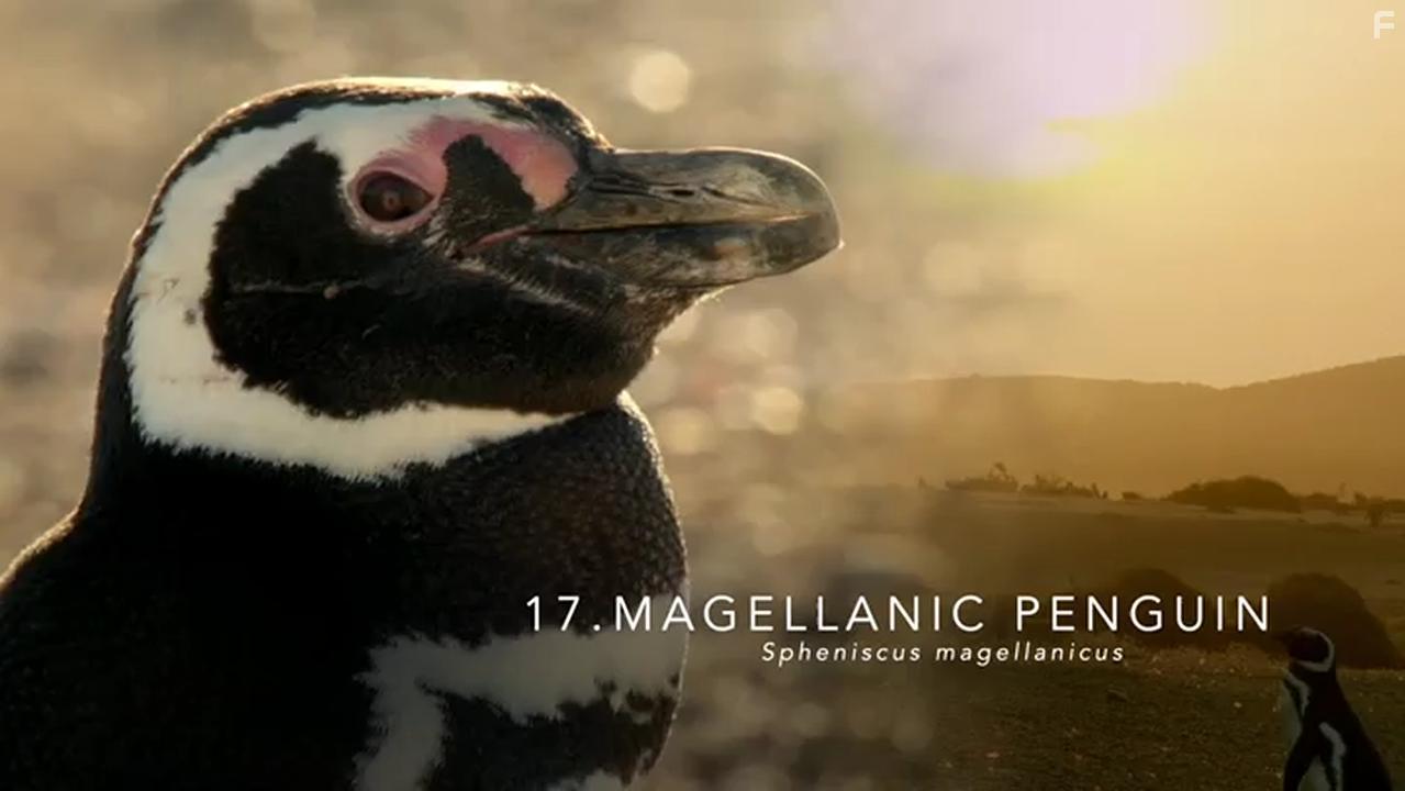 Penguins: Meet the Family (2020)
