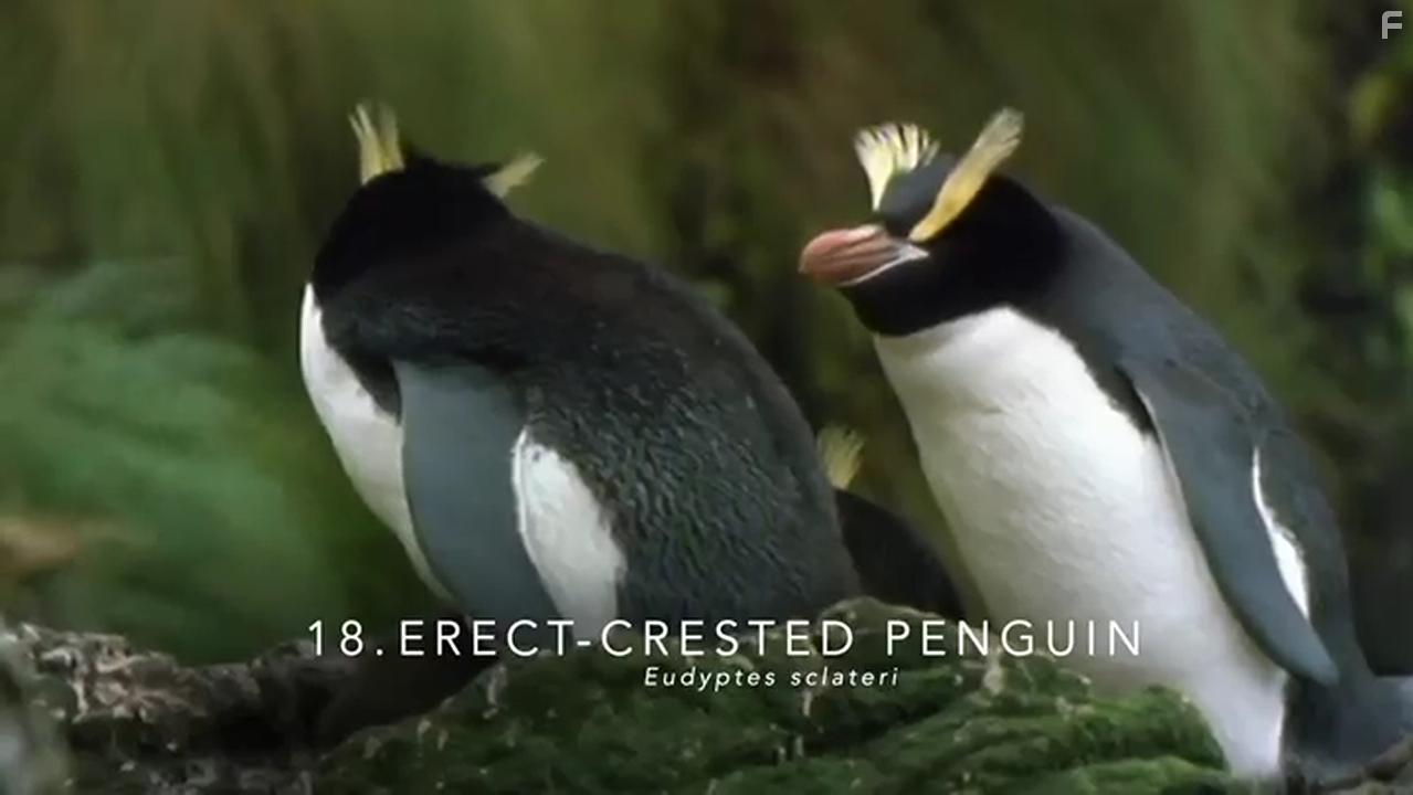 Penguins: Meet the Family (2020)