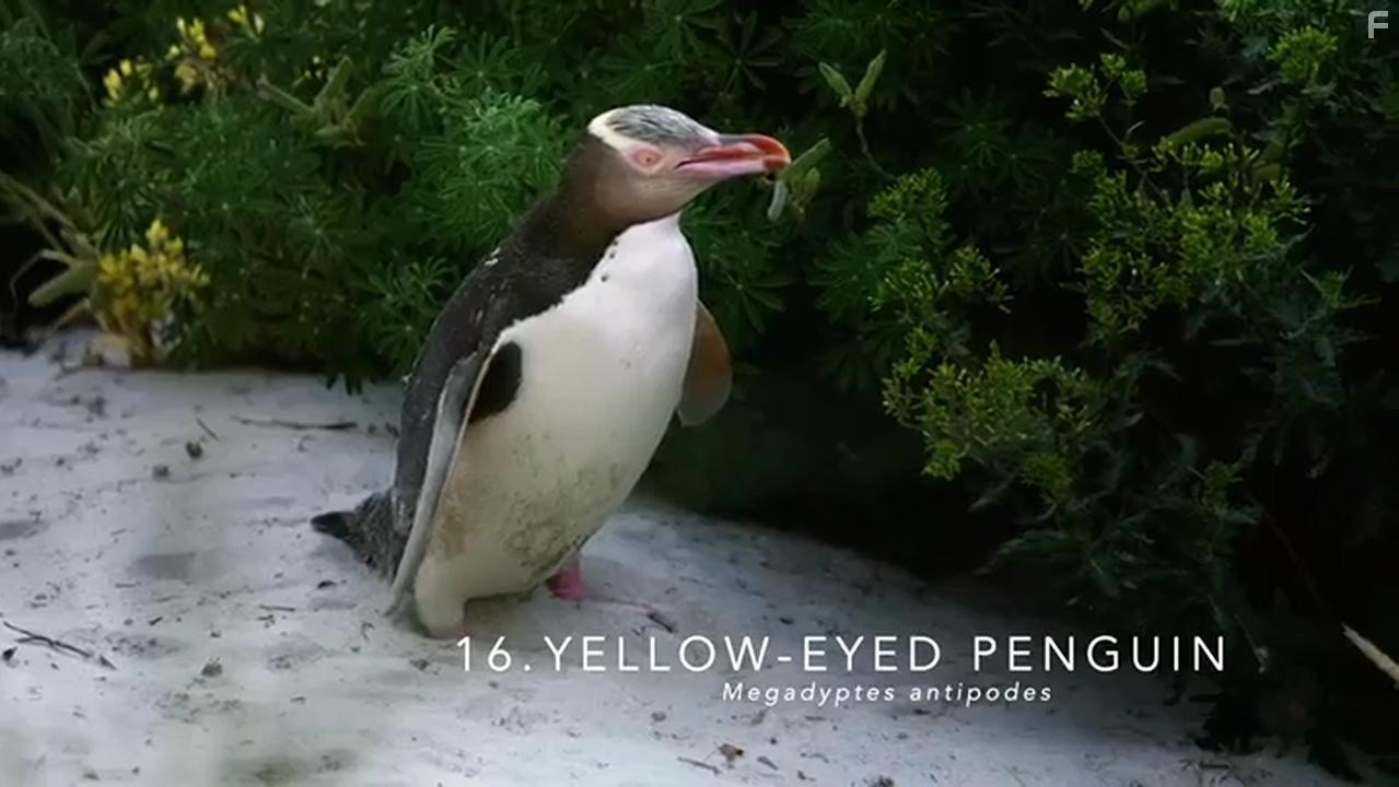 Penguins: Meet the Family (2020)