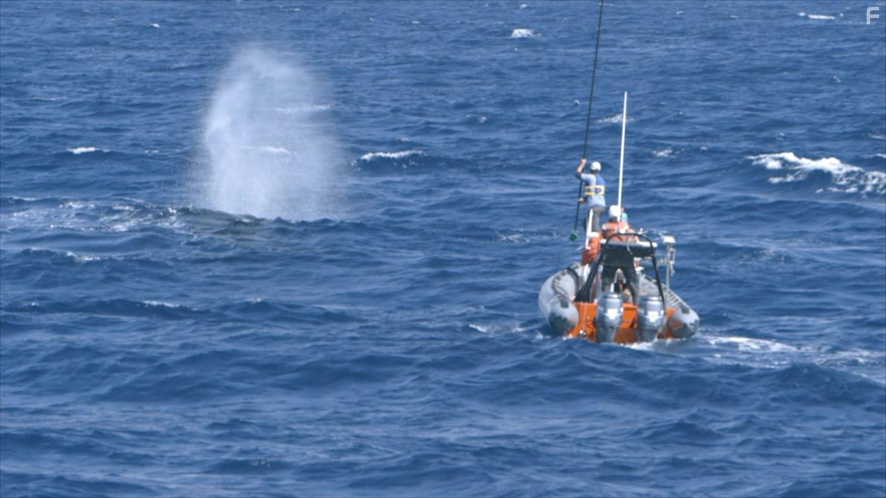 The Loneliest Whale: The Search for 52 (2021)