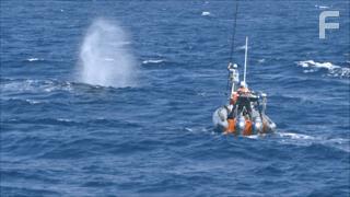 The Loneliest Whale: The Search for 52 (2021)