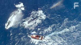 The Loneliest Whale: The Search for 52 (2021)