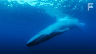 The Loneliest Whale: The Search for 52 (2021)