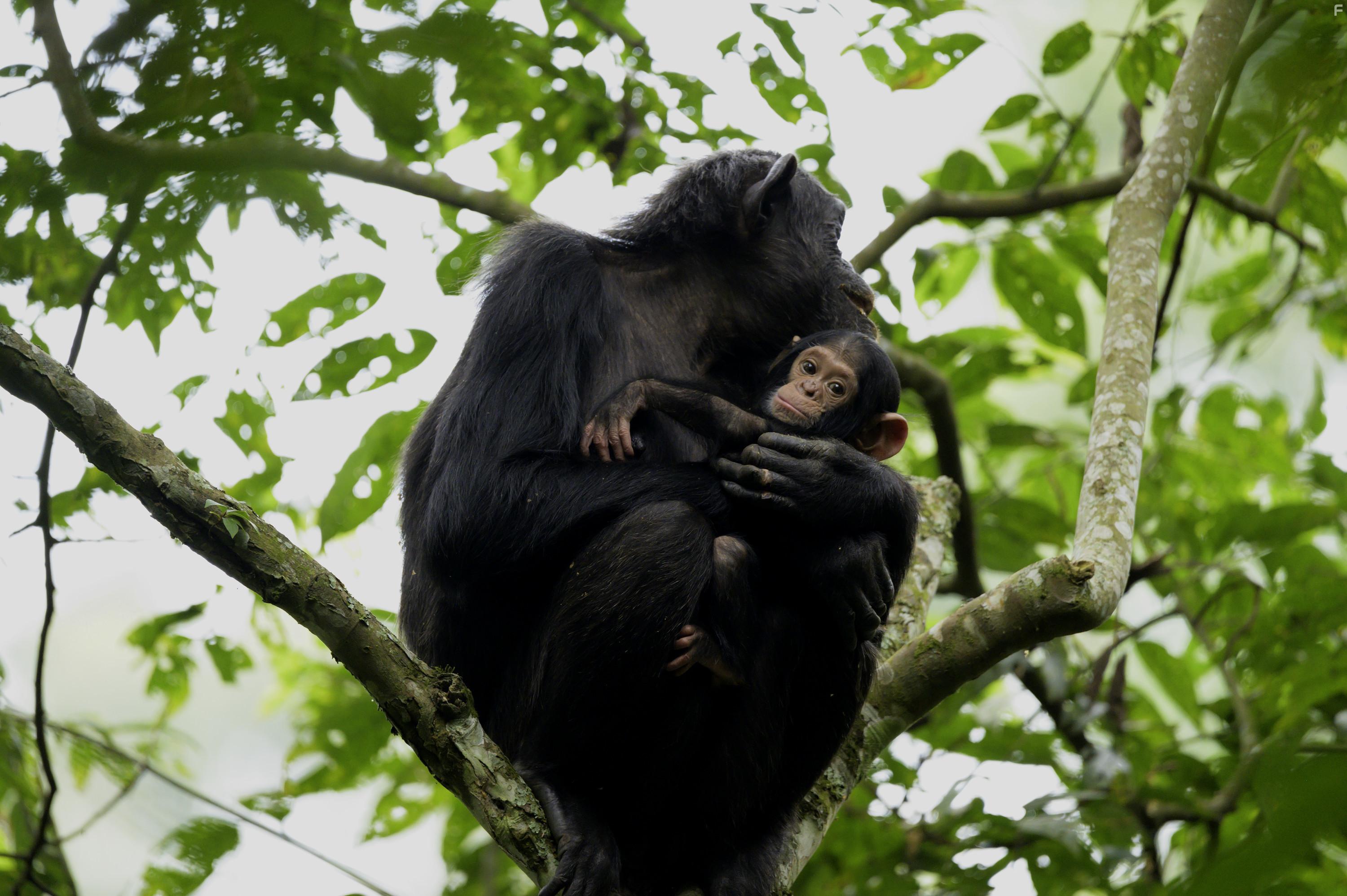 Growing Up Animal (2021)