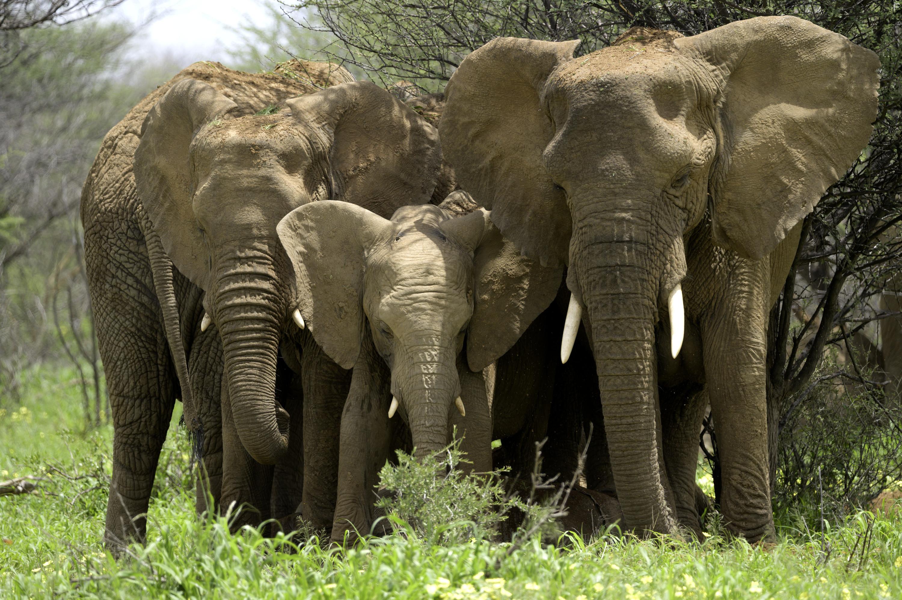 Growing Up Animal (2021)