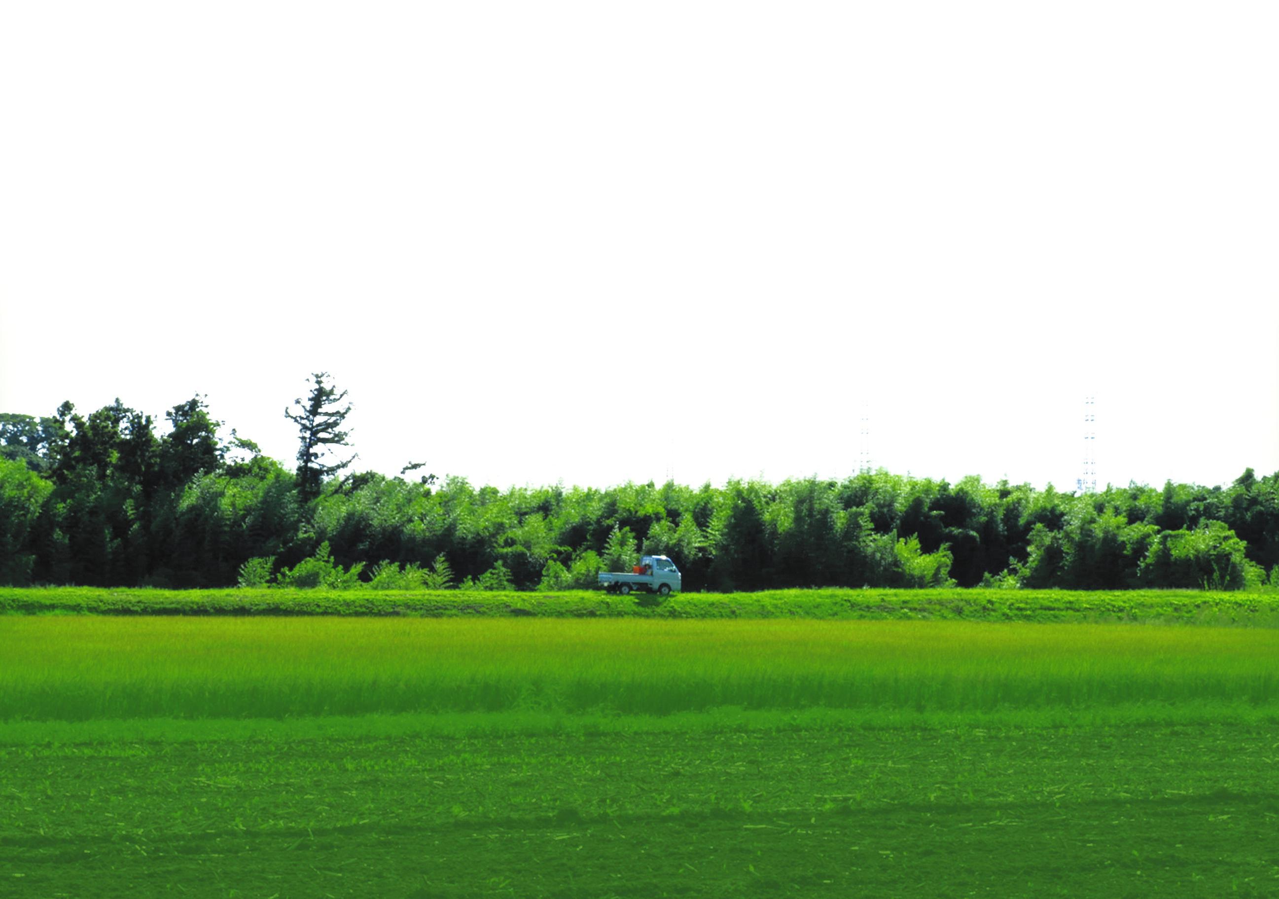 Miracle in a Spiny Bur: The Chestnut Family of Kasama (2018)